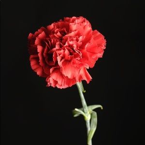 Meet your Posher, Vicky